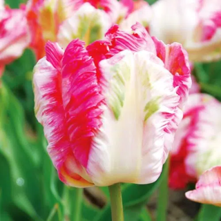 Bulbes Tulipes Apricot parrot cal 11/12 les 100