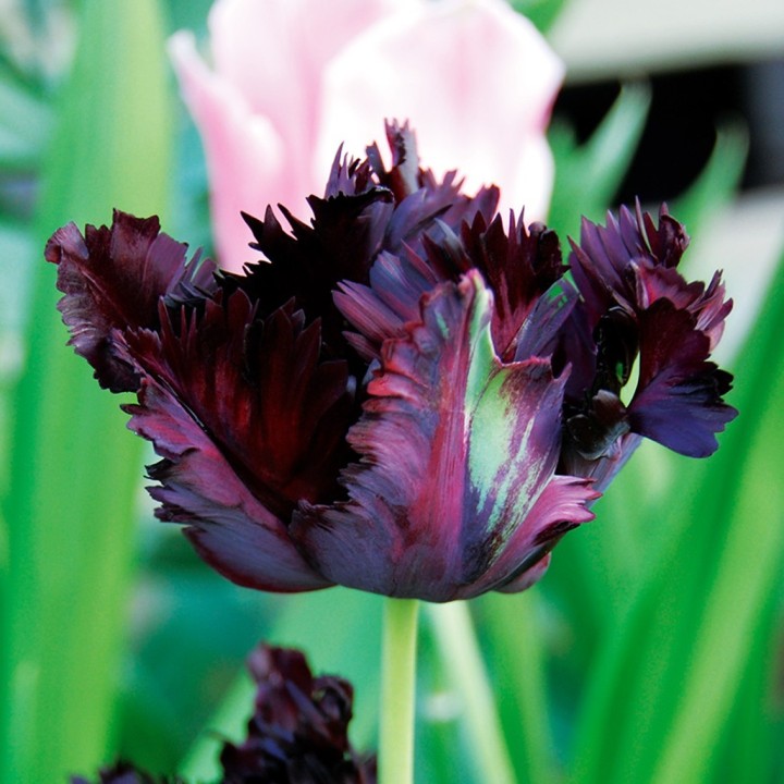 Bulbes Tulipes Black Parrot 11/12 les 100