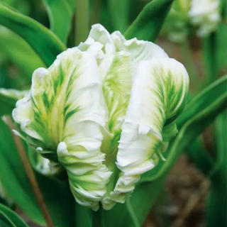 Bulbes Tulipes Perroquet Super Parrot cal 12/+ les 100