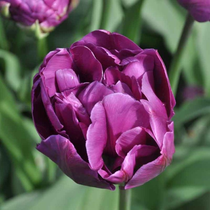 Bulbes Tulipes Curly Sue 11/12 les 100