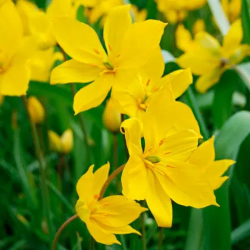 Bulbes Tulipes Botanique...