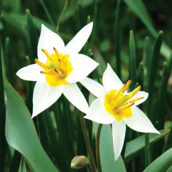 Bulbes Tulipes Botanique...