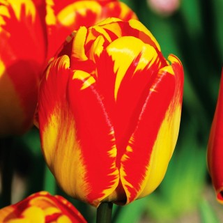 Bulbes Tulipes Banja Luka cal 12/+ les 100