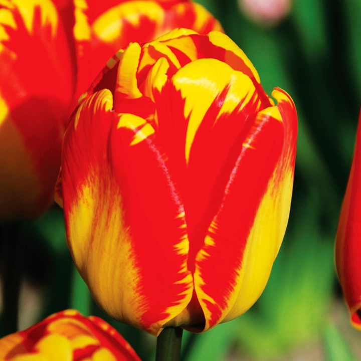 Bulbes Tulipes Banja Luka cal 12/+ les 100