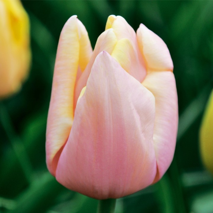 Bulbes Tulipes Triomphe Mango Charm® cal 11/12 les 100