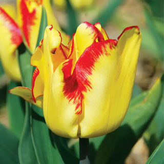 Bulbes Tulipes Cape Town cal 12/+ les 100