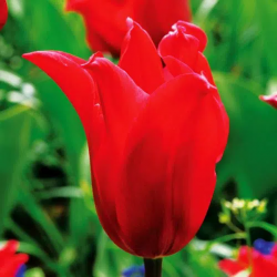 Bulbes Tulipes Fleur de Lys...