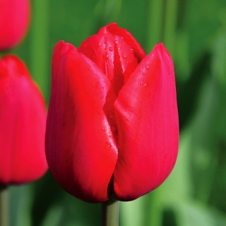 Bulbes Tulipes Triomphe Ile de France cal 11/12 les 100