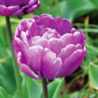 Bulbes Tulipes Blue Diamond cal 11/12 les 100