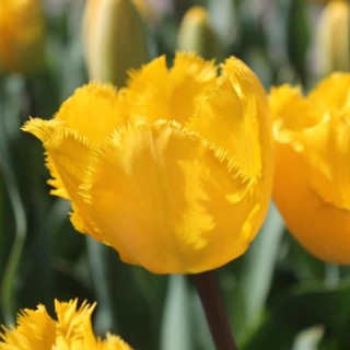 Bulbes Tulipes Cristal Star cal 11/12 les 100