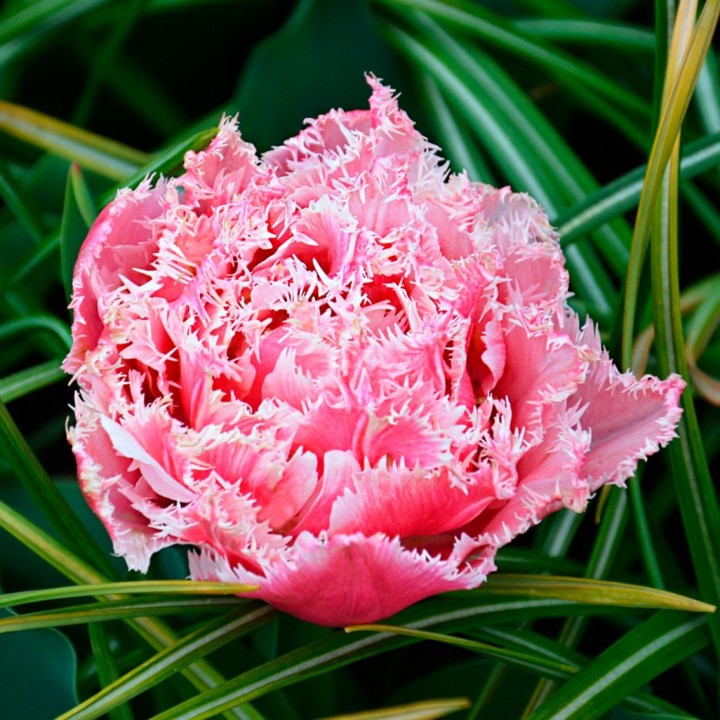 Bulbes Tulipes Dentelle Queensland cal 12/+ les 100