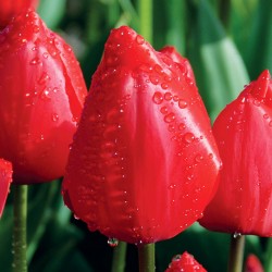 Bulbes Tulipes Simple...