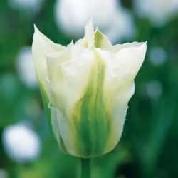 Bulbes Tulipes Viridiflora...