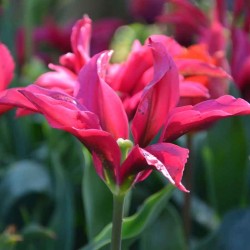 Bulbes Tulipes VIRIDIFLORA...