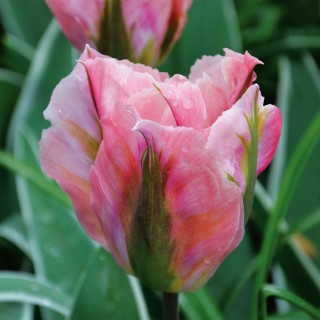 Bulbes Tulipes VIRIDIFLORA China Town cal 12/+ les 100