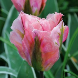 Bulbes Tulipes VIRIDIFLORA...