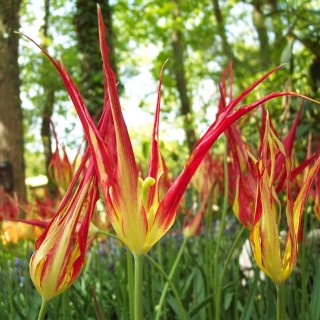 Bulbes Tulipes Botanique Acuminata cal 08/+ les 50