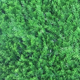 Haie synthétique Thuya 1m x 1m