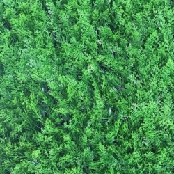 Haie synthétique Thuya 1m x 1m