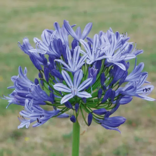 Bulbes Agapanthes Back in Black cal I les 10