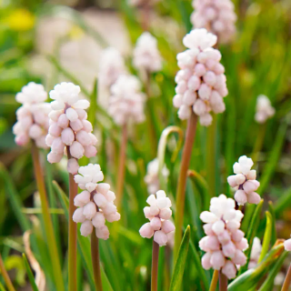 Bulbes Muscari Pink Sunrise cal 05-06 les 125