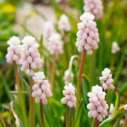 Bulbes Muscari Pink Sunrise...