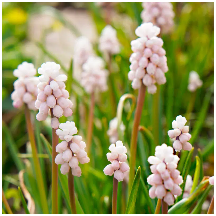 Bulbes Muscari Pink Sunrise cal 05-06 les 125