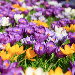 Bulbes Mélange Crocus...