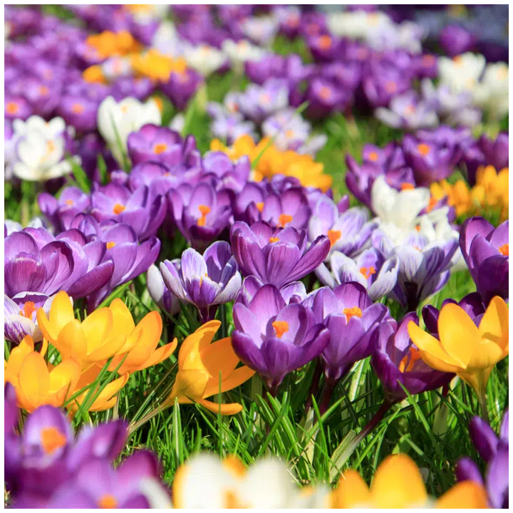 Bulbes Mélange Crocus Botaniques cal 5/+  les 125