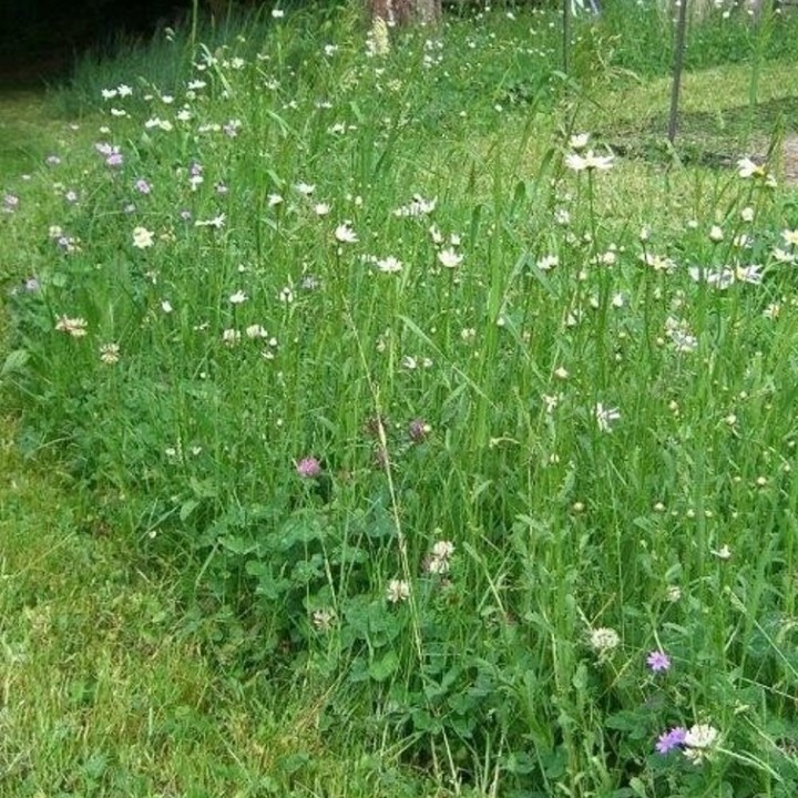 Semences sauvages Miniflora Genève Myko sac de 2.5kg pour 125m2