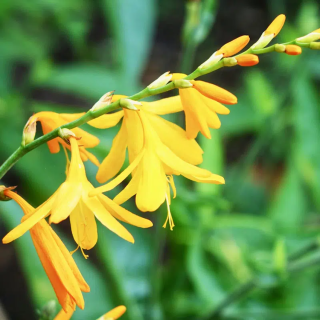 Bulbes Crocosmias Suzanna les 100