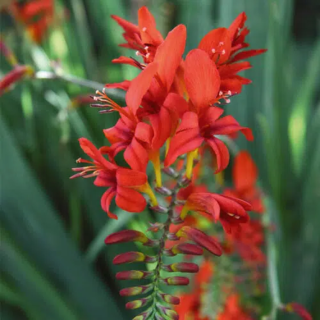 Bulbes Crocosmias Lucifer les 100