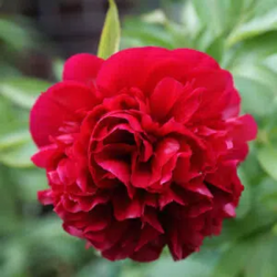 Bulbes Pivoines Red Charme...