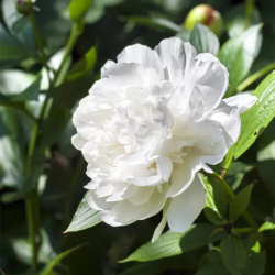 Bulbes Pivoines Duchesse de...