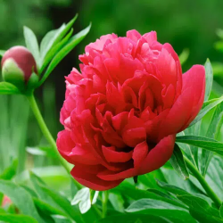 Bulbes Pivoines Karl...