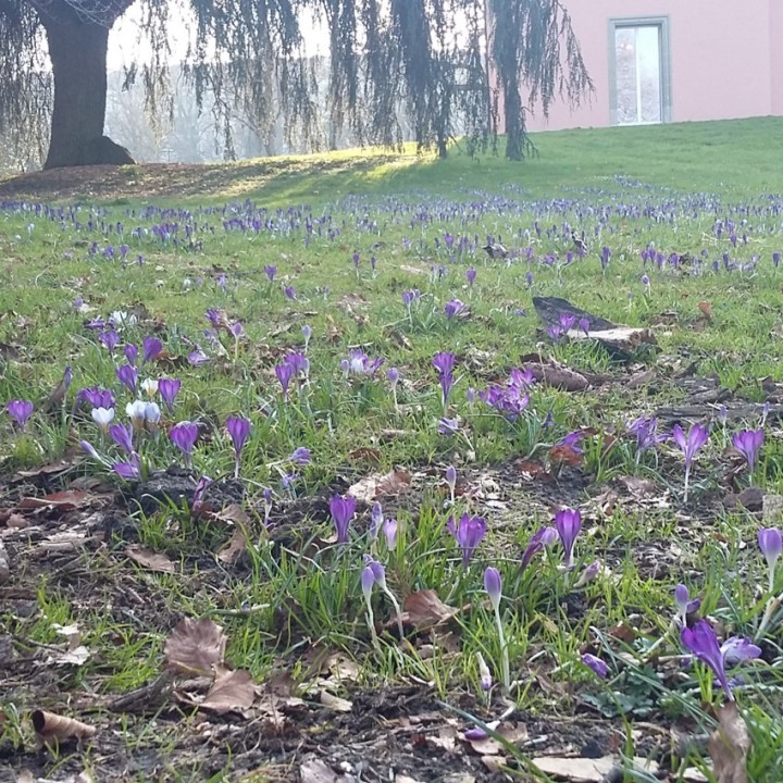 Plantation mécanisée