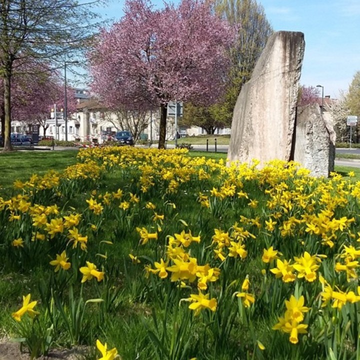 Plantation mécanisée