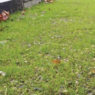 Semences Végétalisation Bio Couv' Enherbement Nord 1kg