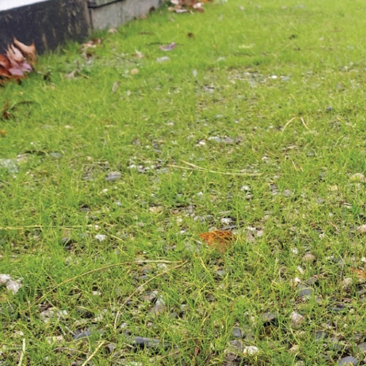 Semences Végétalisation Bio Couv' Enherbement Nord 1kg