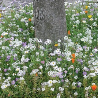 Semences Prairie Fleurie Bio Couv' Pied d'arbre