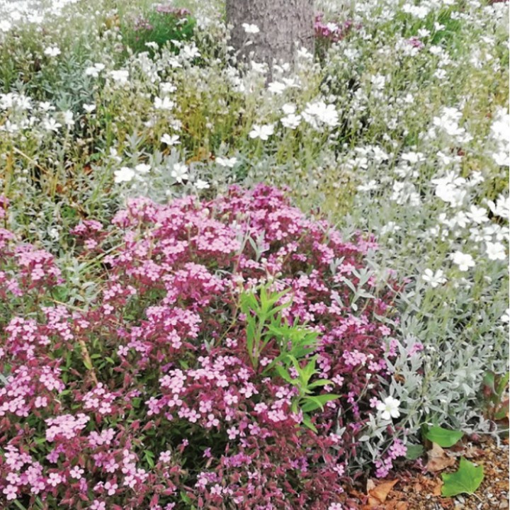 Semences Prairie Fleurie Bio Couv' Pied d'arbre extrême 1kg