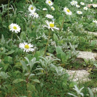 Semences Végétalisation Bio Couv' Diversifié 1kg