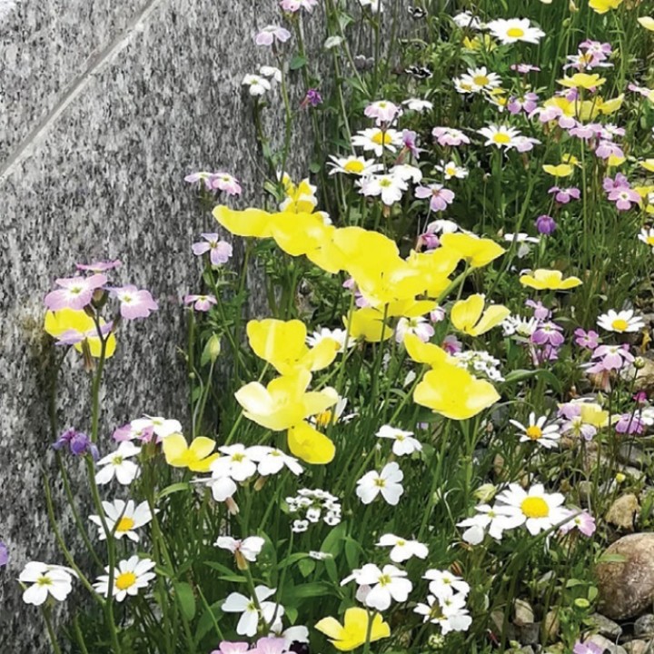 Semences Végétalisation Bio Couv' Cimetière 1kg