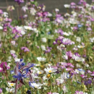 Semences Api'Flore Gazon fleuri sol classique 1kg