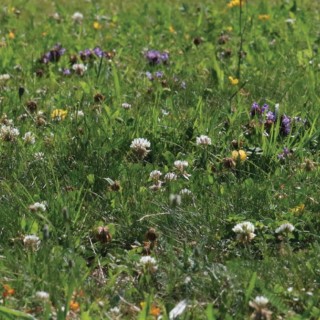 Semences Api'Flore sol classique 1kg