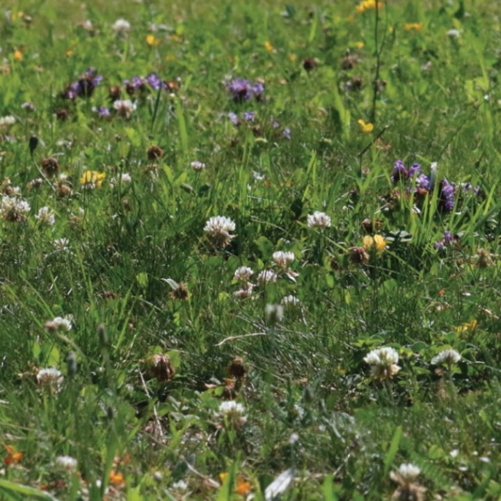 Semences Api'Flore sol classique 1kg