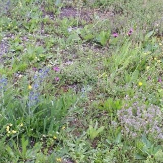 Semences sauvages Gravierflora Genève Myko sac de 2.5kg pour 125m2