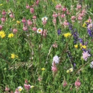 Semences sauvages Swissflora Genève Myko sac de 2.5kg pour 125m2