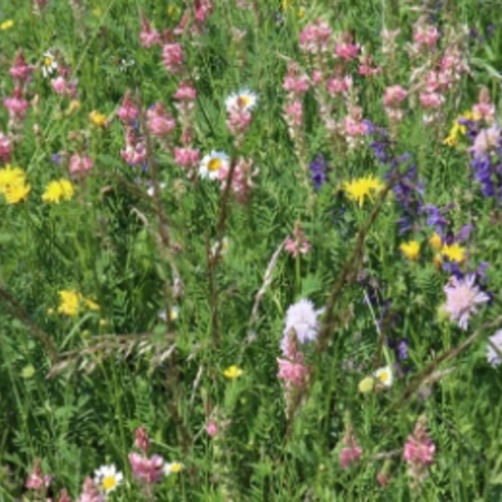 Semences sauvages Swissflora Genève Myko sac de 2.5kg pour 125m2