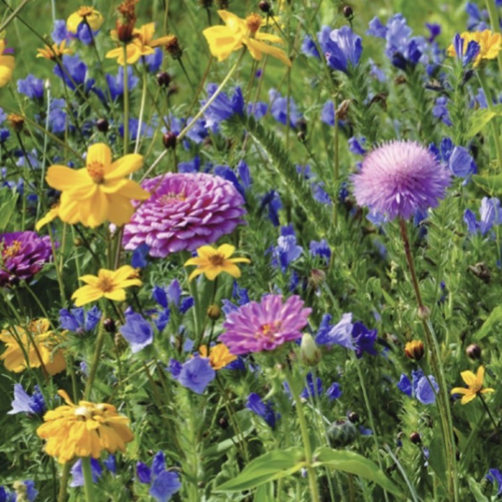 Semences Prairie Fleurie Tom Pouce virtuose